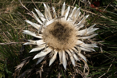 cardo d'argento, Aperto, pianta protetta, natura, pianta, estate, avvicinamento, crescita, bellezza nella natura, campo, giorno, terra, nessuno, fiore, pianta fiorita, fragilità, erba, vulnerabilità, all'aperto, concentrarsi sulle conoscenze acquisite, freschezza, direttamente sopra, infiorescenza, testa di fiore, pianta appassita, spinoso, 5K, CC0, dominio pubblico, privo di copyright