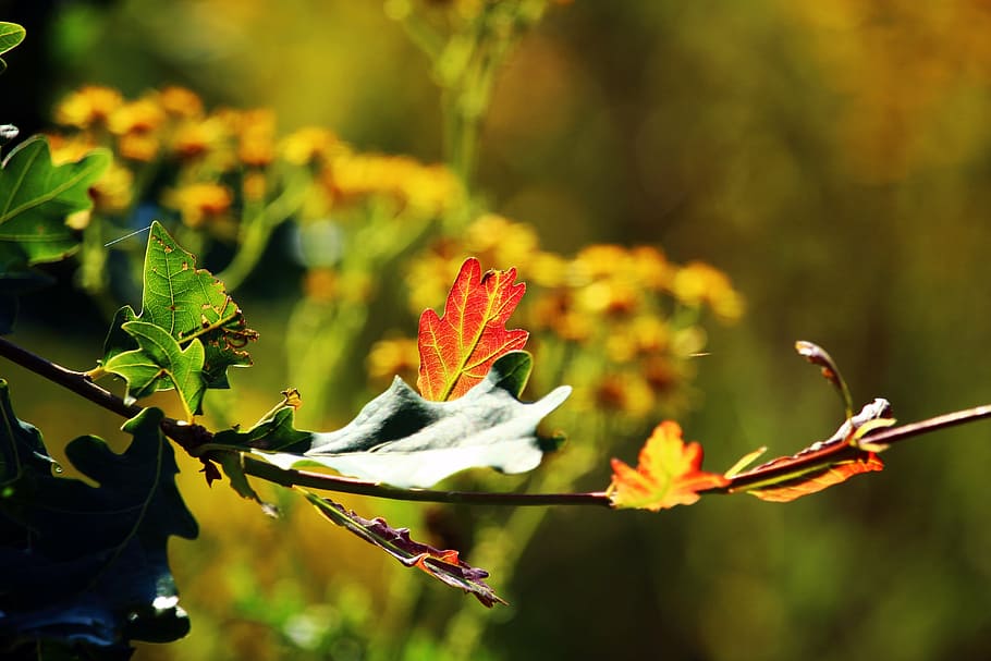 Blatt, Eiche, blühen, Blume, Blätter, Baum, Eichenblätter, Pflanze, Pflanzenteil, Schönheit in der Natur, Wachstum, Nahansicht, Natur, blühende Pflanze, Fokus auf den Vordergrund, Zerbrechlichkeit, Verletzlichkeit, Sonnenlicht, Tag, Frische, keine Leute, grüne Farbe, Herbst, Blütenblatt, draußen, Blütenkopf, Veränderung, 5K