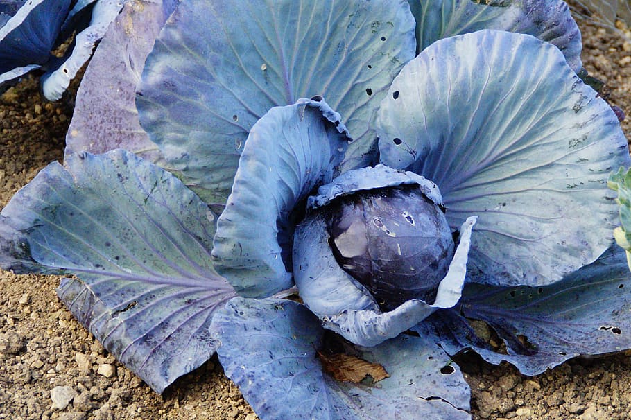 col llombarda, Kohl, col, hortalisses d'hivern, menjar, blau, violeta, verdures, agricultura, cultiu, un animal, primer pla, temes d'animals, dia, cap gent, a l'aire lliure, naturalesa, vista d’angle alt, bellesa a la natura, terra, fauna animal, animal, animals a la natura, alimentació saludable, creixement, frescor, full, part de la planta, menjar i beguda, aigua, marí, 5K