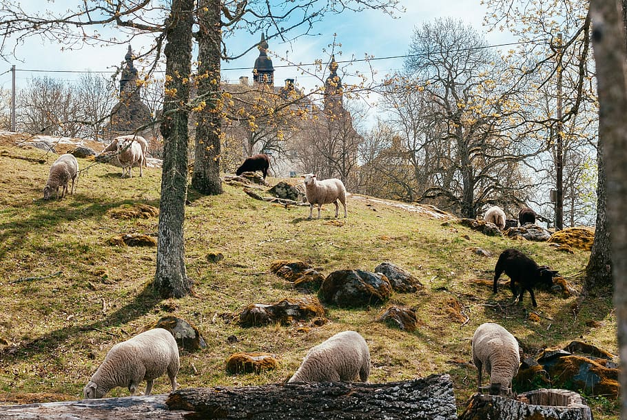 cireadă, capre, pădure, fotografie, cireadă de oi, mâncare, lângă, Munte, deal, copac, iarbă, camp, stâncă, mamifer, animal, animale tematice, grup de animale, șeptel, animale domestice, plantă, intern, animale vertebrate, animale de companie, natură, zi, teren, nici o persoana, animale sălbatice, pășunat, bovine, grup mediu de animale, în aer liber, erbivor, 2K