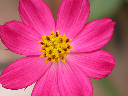 floare, fuscia, natură, planta cu flori, culoarea roz, prospeţime, plantă, petală, frumusețe în natură, a închide, inflorescenţă, cap de floare, fragilitate, vulnerabilitate, creştere, galben, polen, nici o persoana, cosmos floare, purpuriu, 2K, CC0, domeniu public, fără drepturi de autor