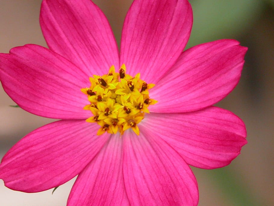 flor, fuscia, naturalesa, planta amb flors, color rosa, frescor, planta, pètal, bellesa a la natura, primer pla, inflorescència, cap de flor, fragilitat, vulnerabilitat, creixement, groc, pol·len, cap gent, flor del cosmos, magenta, 2K