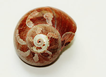 conchiglia di mare marrone, lumaca, conchiglia, vicino, guscio di chiocciola, natura, animali, animale, ruotato, spirale, macro, datailaufnahme, isolato, decorativo, gorgo, fauna, relitti, marittimo, cozze, vacanza, viaggio, spiaggia, costa, animali marini, simmetricamente, mondo animale, piccolo, animale marino, meeresbewohner, creatura acquatica, guscio di animale, mollusco, avvicinamento, gasteropode, girato in studio, sfondo bianco, temi animali, in casa, ritagliare, nessuno, fauna selvatica, rettile, un animale, singolo oggetto, vertebrato, modello naturale, lunghezza intera, invertebrato, cibo, 4K, CC0, dominio pubblico, privo di copyright