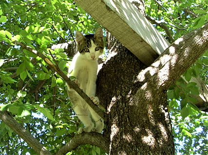 gat, gatet, arbre, bonic, naturalesa, pelut, gris i blanc, gat petit, mirant, amunt, alt, petit, temes d'animals, animal, mamífer, planta, un animal, vertebrats, branca, vista d’angle baix, tronc de l'arbre, tronc, cap gent, felí, nacional, gat domèstic, dia, assegut, fauna animal, a l'aire lliure, bigotis, 2K, CC0, domini públic, lliure de regalies