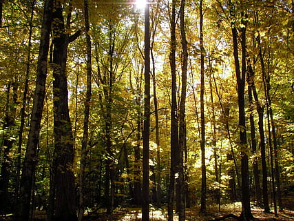 spadek, światło słoneczne, Las, jesień, czas letni, październik, listopad, odchodzi, żółty, drzewa, wycieczka, Natura, drzewo, roślina, wylądować, pnia drzewa, bagażnik samochodowy, wzrost, lesisty teren, spokój, piękno natury, żadnych ludzi, dzień, na dworze, spokojna scena, scenics - natura, scena pozamiejska, niski kąt widzenia, obfitość, streaming, bambus - roślina, 1080P, CC0, domena publiczna, darmowe zdjęcia