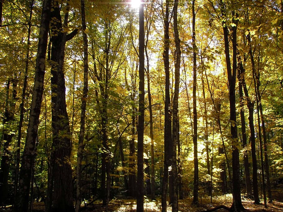 spadek, światło słoneczne, Las, jesień, czas letni, październik, listopad, odchodzi, żółty, drzewa, wycieczka, Natura, drzewo, roślina, wylądować, pnia drzewa, bagażnik samochodowy, wzrost, lesisty teren, spokój, piękno natury, żadnych ludzi, dzień, na dworze, spokojna scena, scenics - natura, scena pozamiejska, niski kąt widzenia, obfitość, streaming, bambus - roślina, 1080P