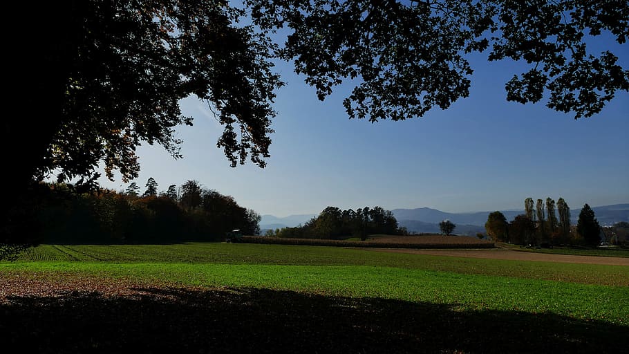 ombra, llum, sol, arbre, camp, hof, paisatge, planta, cel, naturalesa, color verd, herba, escenics - natura, bellesa a la natura, tranquil·litat, cap gent, medi ambient, a l'aire lliure, escena tranquil·la, terra, esport, creixement, llum solar, 5K