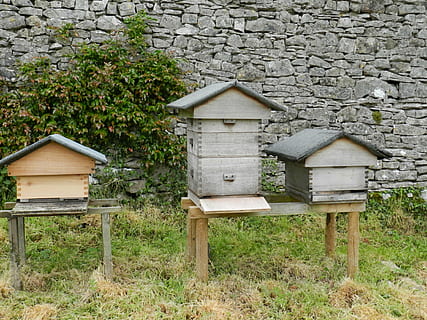 bistader, biavl, bi, plante, jord, Mark, ingen mennesker, bygget struktur, dag, træ - materiale, træ, natur, vækst, arkitektur, birdhouse, udendørs, bygning udvendig, skønhed i naturen, dyreliv, græs, bygning, grøn farve, 4K, CC0, offentligt domæne, royaltyfrie