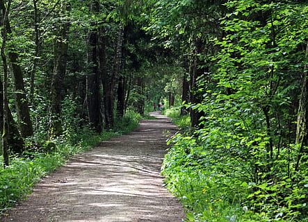 sentiero nel bosco, corsia, foresta, alberi, lontano, verde, pianta, direzione, la strada davanti, albero, sentiero, crescita, terra, colore verde, bellezza nella natura, la tranquillità, prospettiva decrescente, natura, giorno, strada, nessuno, mezzi di trasporto, scena tranquilla, all'aperto, scena non urbana, bosco, treelined, pista, lungo, bambù - pianta, 2K, CC0, dominio pubblico, privo di copyright