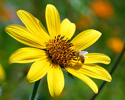 Blume, Biene, wild, blühende Pflanze, Gelb, Zerbrechlichkeit, Verletzlichkeit, Blütenblatt, Blütenkopf, Frische, Blütenstand, Schönheit in der Natur, Wachstum, Nahansicht, Pflanze, Pollen, Fokus auf den Vordergrund, Insekt, wirbellos, ein Tier, Tierwelt, Tierthemen, keine Leute, draußen, Bestäubung, 5K, CC0, gemeinfrei, lizenzfrei