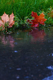 folha, poça, reflexão, folhas de outono, pingos de chuva, outono, plantar, agua, natureza, beleza na natureza, parte da planta, lago, tranquilidade, ninguém, dia, crescimento, mudança, foco seletivo, ao ar livre, fechar-se, beira-mar, cor laranja, flutuando na água, sai, 2K, CC0, domínio público, royalty free