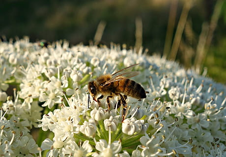Ape, insetto, nettare, impollinare, alimentazione, fiore, ape sul fiore, hogweed, estate, luminosa, luce del sole, macro, pianta fiorita, animale, invertebrato, fauna selvatica, temi animali, un animale, freschezza, pianta, bellezza nella natura, animali allo stato selvatico, fragilità, avvicinamento, natura, petalo, testa di fiore, nessuno, crescita, impollinazione, all'aperto, ala animale, polline, 2K, CC0, dominio pubblico, privo di copyright