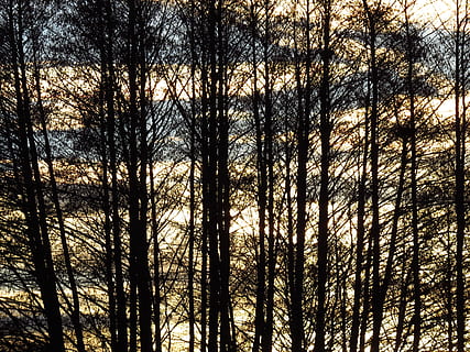 albero, foresta, contorno, alberi, nero, silhouette, luce posteriore, sera, abendstimmung, crepuscolo, cielo, riposo, natura, all'aperto, bosco, nessuno, ramo, incendio forestale, Pino, tronco d'albero, pianta, terra, Inquadratura dal basso, la tranquillità, tronco, bellezza nella natura, crescita, scena non urbana, scena tranquilla, giorno, scenics - natura, albero di conifere, 4K, CC0, dominio pubblico, privo di copyright