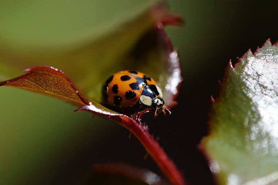 mariehøne, tæt, insekt, bille, natur, makro, lykkeamulet, dyr, blad, punkter, makro foto, dyre temaer, dyreliv, hvirvelløse, dyr i naturen, et dyr, tæt på, ingen mennesker, fik øje på, selektiv fokusering, rød, plante, plante del, fokus på forgrunden, skønhed i naturen, lille, 1080P