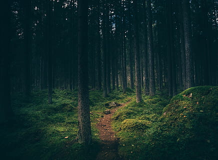 fotografia di paesaggio, foresta, verde, alberi di foglie, campo d'erba, giorno, perso, natura selvaggia, albero, sentiero, tronco, natura, bosco, paesaggio, all'aperto, Paesaggi, colore verde, estate, bellezza nella natura, nessuno, scena non urbana, scena tranquilla, la tranquillità, terra, pianta, tronco d'albero, crescita, scenics - natura, erba, ambiente, pista, 4K, CC0, dominio pubblico, privo di copyright