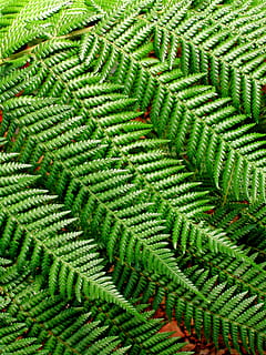 Farn, Hintergrundmuster, Blätter, Natur, Design, Pflanze, Grün, Laub, Textur, Garten, Frühling, Sommer-, Hintergrund, grüne Farbe, Hintergründe, Vollbild, Wachstum, keine Leute, Muster, Tag, Nahansicht, Schönheit in der Natur, draußen, Blatt, natürliches Muster, Pflanzenteil, High Angle View, Ruhe, üppiges Laub, 1080P, CC0, gemeinfrei, lizenzfrei