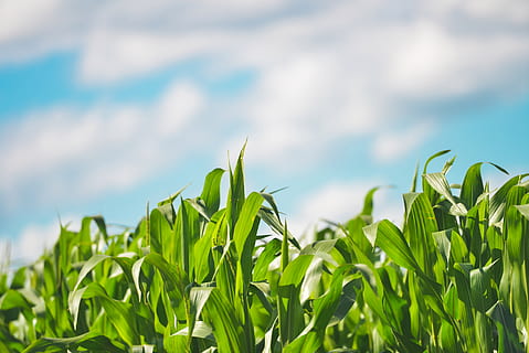 grüne Maispflanzen, Pflanzen, Mais, jung, frisch, Grün, üppig, Landwirtschaft, Feld, Natur, Lebensmittel, Wachstum, Sommer-, organisch, kultiviert, Bauernhof, Mais - Ernte, Himmel, ländliche Szene, Blau, Pflanze, draußen, grüne Farbe, Blatt, Ernte, Land, Pflanzenteil, Landschaft, Getreidepflanze, keine Leute, Schönheit in der Natur, wolke - himmel, Tag, Grashalm, 5K, CC0, gemeinfrei, lizenzfrei
