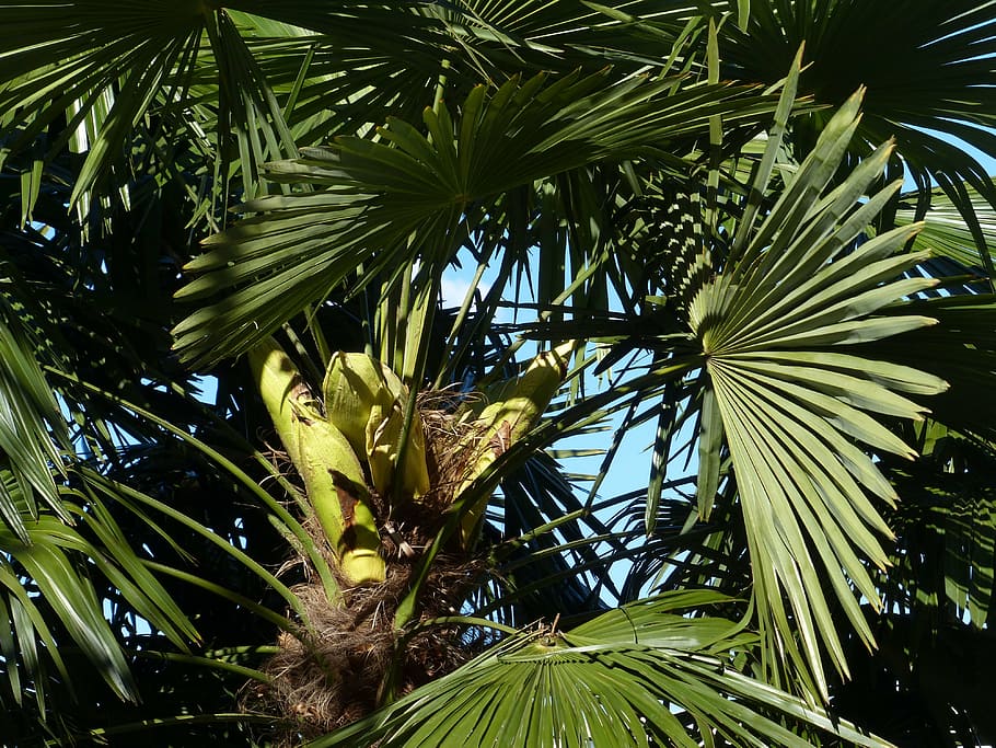 palmell, arbre, Palmera datilera, arbre d'ombra, fulles, wedel, palmera de les illes canàries, phoenix canariensis, Phoenix, arecaceae, corona, frondes de fulla, verd, dosser, pinnat, fullets, jungla, Palmera, naturalesa, clima tropical, estiu, full, planta, creixement, color verd, part de la planta, bellesa a la natura, cap gent, vista d’angle baix, dia, tranquil·litat, primer pla, a l'aire lliure, branca, frescor, cel, llum solar, fulla de palma, arbre de coníferes, picant, 4K