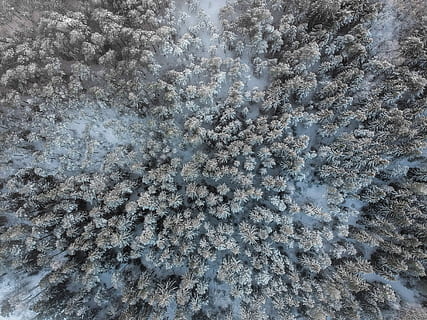 -11 * c let, letecký, fotografování, sníh čepice borovic, trubec, strom, les, sníh, borovice, celý rám, pozadí, nikdo, studená teplota, zimní, Příroda, den, vzor, klid, krása v přírodě, zamrzlý, detail, vysoký úhel pohledu, abstraktní, venku, texturou, sněhová vločka, mráz, led, 4K, CC0, veřejná doména, bez autorských práv