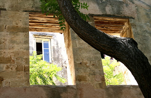 window, opening, facade, built structure, architecture, building exterior, building, tree, plant, no people, day, trunk, tree trunk, house, nature, outdoors, wall - building feature, old, wood - material, low angle view, growth, sunlight, 2K, CC0, public domain, royalty free