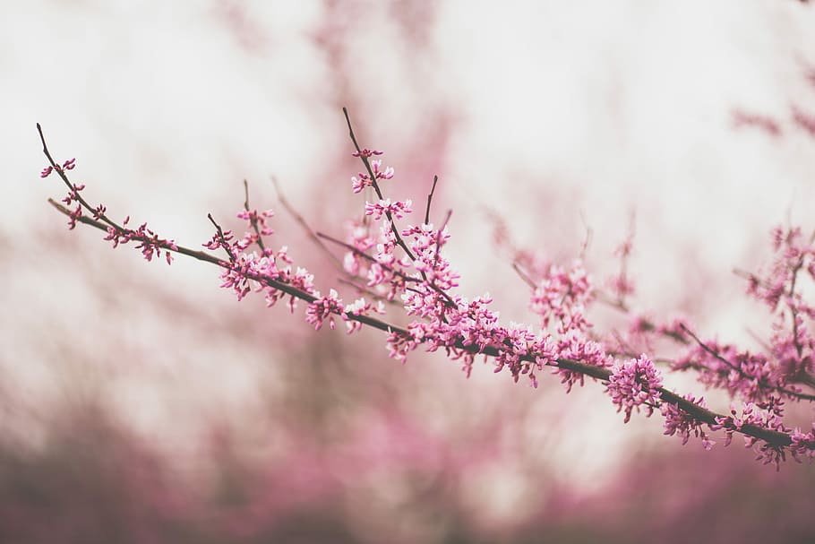 selectiu, focus, cirera, flor, arbre, rosa, arbre de flors marginals, tancar, foto, naturalesa, primavera, mínim, branca, créixer, la vida, simple, flor rosa, arbre rosa, color rosa, planta, planta amb flors, bellesa a la natura, frescor, fragilitat, creixement, flor de cirerer, vulnerabilitat, cap gent, dia, a l'aire lliure, primer pla, enfocament selectiu, cirerer, 5K