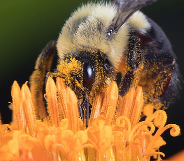 Gelb, Zimmermann Biene, thront, Orange, Blume, Makroaufnahme, schlürfen, Biene, Insekt, Fehler, Pollen, Natur, Tierthemen, Tier, ein Tier, Nahansicht, Tiere in freier Wildbahn, Tierwelt, blühende Pflanze, Blütenkopf, keine Leute, Pflanze, wirbellos, Verletzlichkeit, Wachstum, Blütenblatt, Zerbrechlichkeit, Frische, selektiver Fokus, Bestäubung, 1080P, CC0, gemeinfrei, lizenzfrei