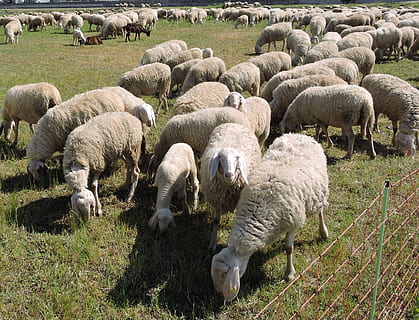 ovce, stádo, tráva, prato, zelená, zvíře, savec, hospodářských zvířat, domácí zvířata, domácí, skupina zvířat, zvířat, domácí mazlíčci, stádo ovcí, zemědělství, pole, pastvy, velká skupina zvířat, obratlovců, rostlina, přistát, Příroda, den, nikdo, jehněčí, býložravý, 2K, CC0, veřejná doména, bez autorských práv