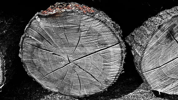 legna, balla, logs, albero, abbattimento, palle di legno, natura, fetta, strutturato, avvicinamento, nessuno, modello, legno - materiale, legname, la deforestazione, modello naturale, ceppo, ruvido, all'aperto, foresta, natura morta, forma, industria del legname, foglia, giorno, abbaiare, sfondo nero, anello degli alberi, 4K, CC0, dominio pubblico, privo di copyright