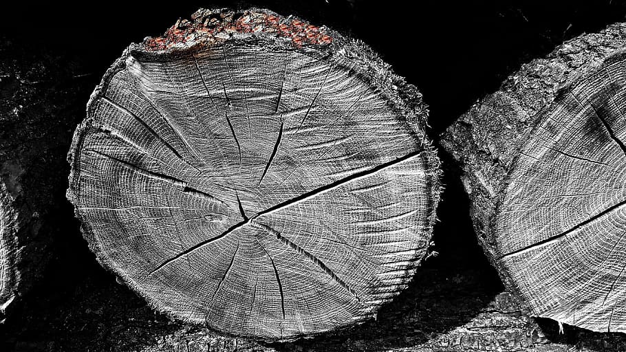 fusta, bala, registres, arbre, tallar, boles de fusta, naturalesa, tall, textura, primer pla, cap gent, patró, material de fusta, desforestació, patró natural, registre, aspre, a l'aire lliure, bosc, natura morta, forma, indústria de la fusta, full, dia, escorça, fons negre, anell d’arbre, 4K