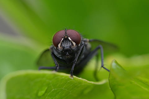 macrofotografia, mosca domestica, volare, insetto, vicino, macro, occhi composti, natura, animale, avvicinamento, colore verde, peste, foglia, un animale, fauna selvatica, temi animali, animali allo stato selvatico, invertebrato, parte vegetale, nessuno, parte del corpo animale, primo piano estremo, messa a fuoco selettiva, artropodo, giorno, ala animale, all'aperto, piccolo, gamba animale, testa di animale, occhio animale, 2K, CC0, dominio pubblico, privo di copyright