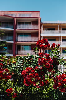roses of bulgaria, Roses, Bulgaria, flowers, rose, flora, floral, flower, architecture, red, building Exterior, window, house, outdoors, no People, plant, balcony, built Structure, flowering plant, growth, nature, freshness, beauty in nature, vulnerability, building, fragility, day, flower head, low angle view, 5K, CC0, public domain, royalty free