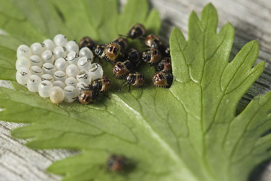eixam, marró, larves, verd, full, error, bug leaf, insecte, naturalesa, bosc, ou, escotilla, temes d'animals, fauna animal, invertebrat, primer pla, animals a la natura, animal, bellesa a la natura, part de la planta, grup d’animals, planta, color verd, cap gent, enfocament selectiu, abella, creixement, dia, a l'aire lliure, polinització, 2K