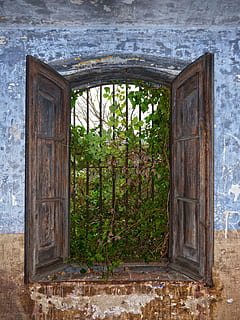 vindue, ruin, forladt, balustre, vegetation, blå, hus forladt, træ - materiale, arkitektur, gammel, dør, hus, murbygningsfunktion, bygning udvendig, gammeldags, bygget struktur, udendørs, dag, plante, ingen mennesker, natur, indgang, vækst, bygning, forvitret, åben, grøn farve, træ, 4K, CC0, offentligt domæne, royaltyfrie