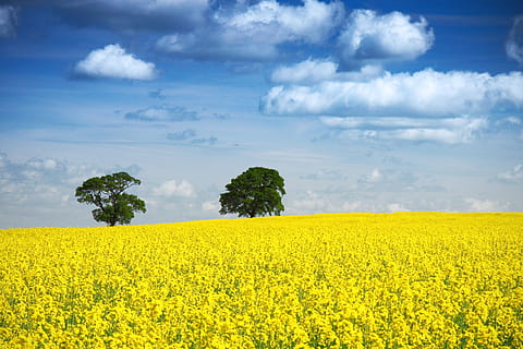 Gelb, Blumenfeld, tagsüber, Sonnenblume, Feld, Hintergrund, Blau, klar, Wolke, Landschaft, Umgebung, frisch, Horizont, Land, Natur, draußen, ländlich, szenisch, Himmel, Frühling, Sommer-, Baum, Aussicht, Raps, Landwirtschaft, Ernte, ruhige Szene, wolke - himmel, ländliche Szene, Schönheit in der Natur, Pflanze, Blume, Szenen - Natur, Ruhe, Wachstum, Frische, Bauernhof, keine Leute, lebendige Farbe, 2K, CC0, gemeinfrei, lizenzfrei