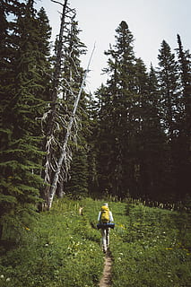 person, gul, vandring, rygsæk, gå, græs, fyrretræer, foran, dagtimerne, grusvej, omgivet, træer, backpacking, ødemark, træ, Skov, fyrretræ, gran, natur, udendørs, herrer, mennesker, voksen, en person, Kvinder, eventyr, fritidsaktiviteter, kaukasisk etnicitet, sommer, sport, bagfra, midt voksen, midt voksne mænd, plante, rigtige mennesker, jord, vækst, grøn farve, skønhed i naturen, ro, livsstil, dag, rolig scene, fritidsaktivitet, fuld længde, 5K, CC0, offentligt domæne, royaltyfrie