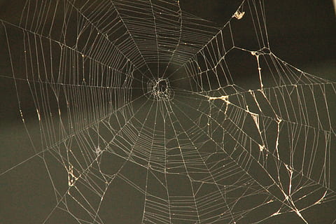 Spinnennetz, Netzspinne, Spinne, Netz, Falle, Natur, Silhouette, schwarz, Insekt, Design, Weiß, Spinnentier, Makro, klebrig, Faden, Tier, gruselig, Zerbrechlichkeit, Verletzlichkeit, Nahansicht, Tierthemen, keine Leute, Muster, Hintergründe, Schönheit in der Natur, Fokus auf den Vordergrund, Gliederfüßer, natürliches Muster, Wasser, fallen, Vollbild, draußen, konzentrisch, Komplexität, Tau, 4K, CC0, gemeinfrei, lizenzfrei