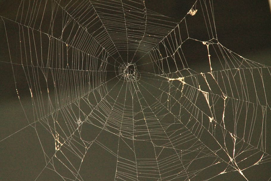 edderkoppespind, web spider, edderkop, web, fælde, natur, spindelvæv, net, silhuet, sort, insekt, design, hvid, arachnid, makro, klæbrig, tråd, dyr, uhyggelig, skrøbelighed, sårbarhed, tæt på, dyre temaer, ingen mennesker, mønster, baggrunde, skønhed i naturen, fokus på forgrunden, leddyr, naturligt mønster, vand, dråbe, fuld ramme, udendørs, koncentriske, kompleksitet, dug, 4K