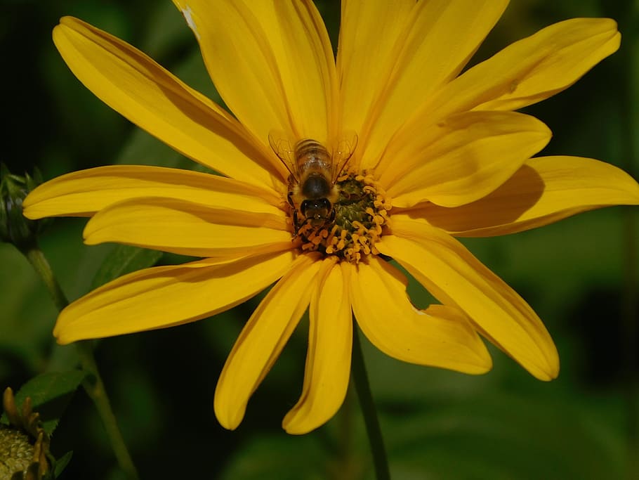 abella, polinització, espolvorear, pol·len, flor, florir, insecte, ingesta d'aliments, mel d'abella, nèctar, treballar, treballar amb diligència, naturalesa, recollir nèctar, planta amb flors, fragilitat, vulnerabilitat, pètal, bellesa a la natura, groc, frescor, planta, temes d'animals, cap de flor, invertebrat, creixement, un animal, animal, fauna animal, primer pla, animals a la natura, inflorescència, cap gent, a l'aire lliure, 4K