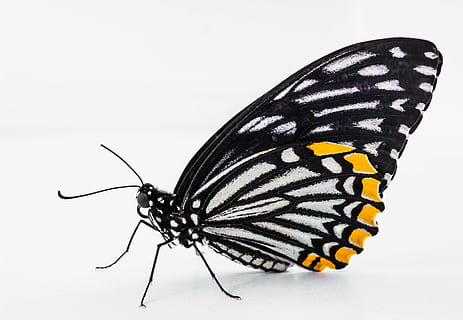 schließen, Foto, Papierdrachen Schmetterling, Schmetterling, Insekt, Schmetterling - Insekt, Natur, Tier, Tierflügel, Schönheit in der Natur, Makro, Nahansicht, mehrfarbig, wirbellos, Tierthemen, Tiere in freier Wildbahn, ein Tier, Tierwelt, Tierkörperteil, Tiermarkierungen, Studioaufnahme, keine Leute, Gliederfüßer, natürliches Muster, weißer Hintergrund, Tierantenne, 5K, CC0, gemeinfrei, lizenzfrei