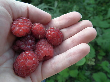 bobule, malina, ruka, ovoce, Červené, sladký, čerstvý, mnoho, listy, detailní, v letním čase, letní, zahrada, ruce, chutný, lidské ruky, bobulové ovoce, část lidského těla, jedna osoba, Zdravé stravování, jídlo a pití, jídlo, skutečných lidí, hospodářství, blahobyt, k nepoznání člověka, detail, životního stylu, svěžest, část těla, osobní perspektivy, prst, zralý, venku, červený rybíz, 1080P, CC0, veřejná doména, bez autorských práv