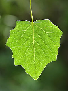 folha, álamo, translúcido, surto, vegetação, parte da planta, cor verde, fechar-se, plantar, natureza, veia da folha, crescimento, ninguém, ao ar livre, beleza na natureza, focar em primeiro plano, padrão natural, dia, frescura, vulnerabilidade, fragilidade, tiro do estúdio, botânica, padronizar, 4K, CC0, domínio público, royalty free