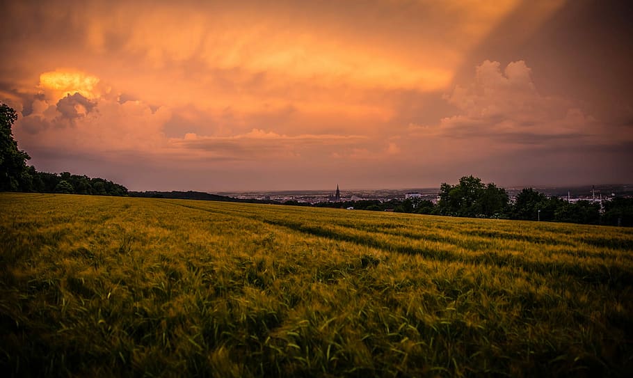 Zielony, pole trawy, zachód słońca, ziemia trawiasta, Chmura, pole, drzewo, rolnictwo, wiejski, trawa, Równina, łąka, pszenica, pochmurny, żniwa, zmierzch, pogoda, niebo, krajobraz, środowisko, scenics - natura, wylądować, piękno natury, spokój, roślina, spokojna scena, chmura - niebo, scena wiejska, przyciąć, wzrost, Natura, gospodarstwo rolne, dramatyczne niebo, idylliczny, żadnych ludzi, na dworze, słońce, 1080P