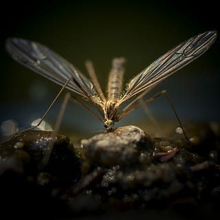 selectiu, focalitzar la fotografia, papallona, marró, volant, insecte, mosquit, ales, error, pedra, un animal, animal, invertebrat, temes d'animals, fauna animal, animals a la natura, primer pla, cap gent, ala dels animals, part del cos dels animals, enfocament selectiu, naturalesa, ull, a l'aire lliure, centrar-se en primer pla, zoologia, sòlid, dia, antena animal, ull d’animals, papallona - insecte, 2K, CC0, domini públic, lliure de regalies